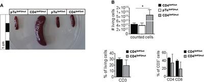 T cell-specific constitutive active SHP2 enhances T cell memory formation and reduces T cell activation